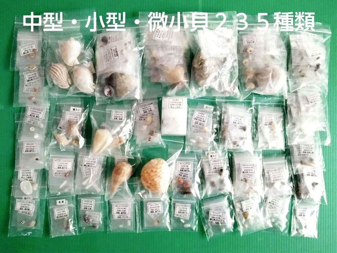 鹿児島県内で採集した「中型・小型・微小貝の貝殻235種類」 - メルカリ