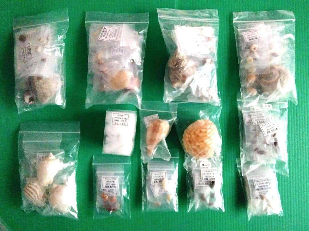 鹿児島県内で採集した「中型・小型・微小貝の貝殻235種類」 - メルカリ