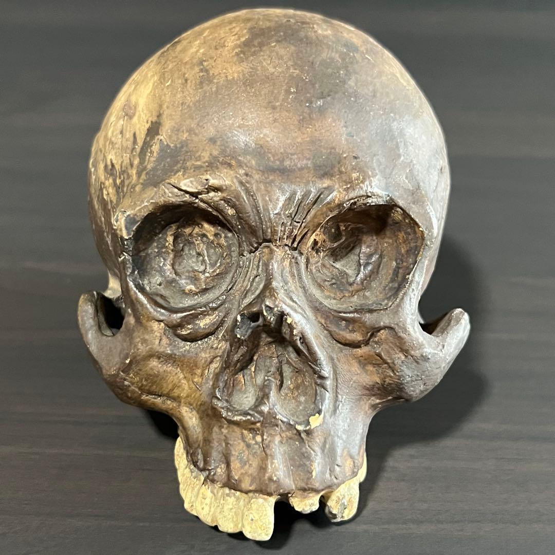 ビンテージ スカル 髑髏 陶磁器 野晒し しゃれこうべ ドクロ 置物 年代物 ビンテージ スカル 髑髏 陶磁器 野晒し しゃれこうべ ドクロ 置物 年代物