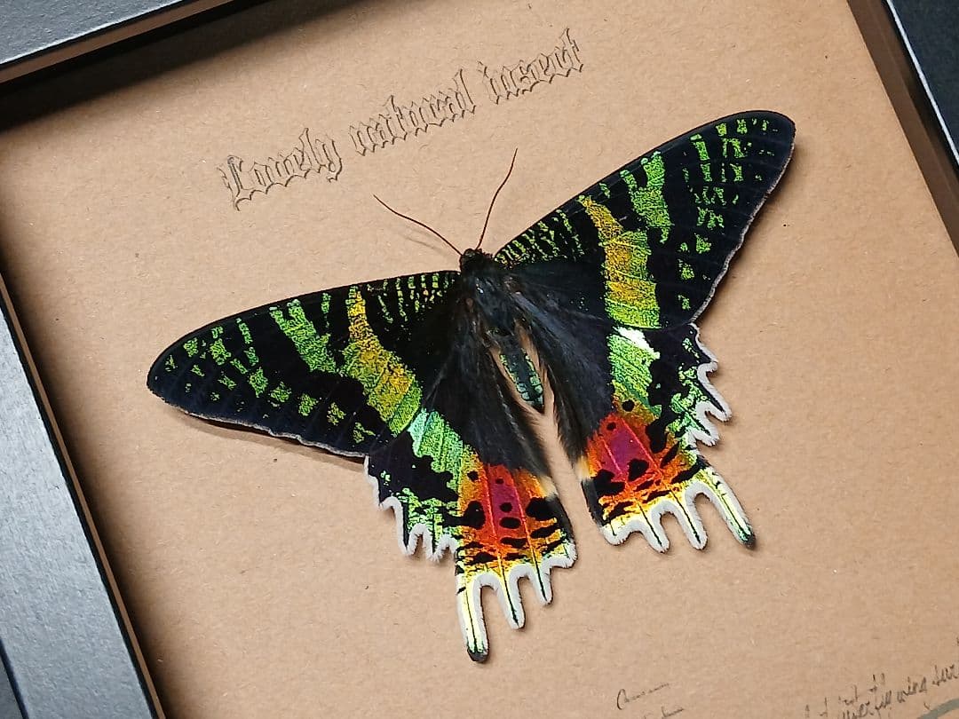 アマミマルバネ（徳之島）♂57ミリ針穴あり