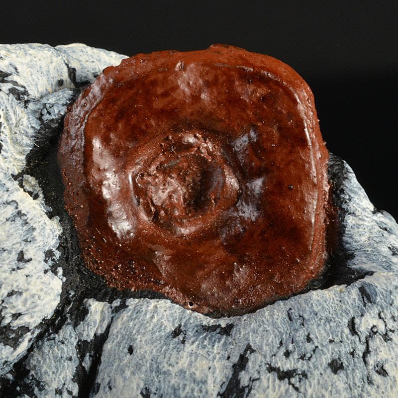 茶道具　乾漆　干柿　香合　時代箱　V　6223