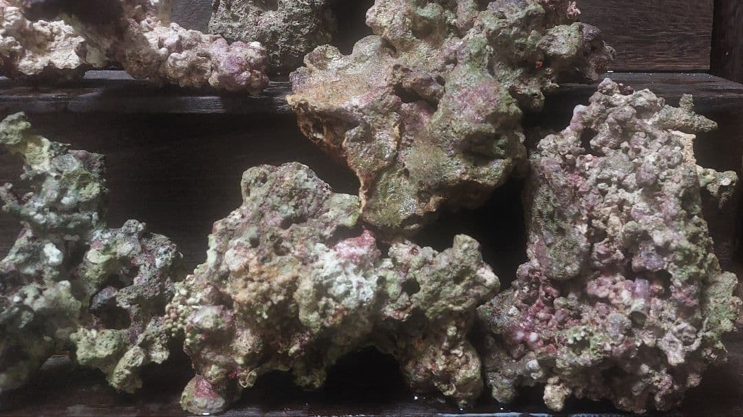 天然ライブロック 中型 多色 コーラル 高グレード8点 魚用品・水草