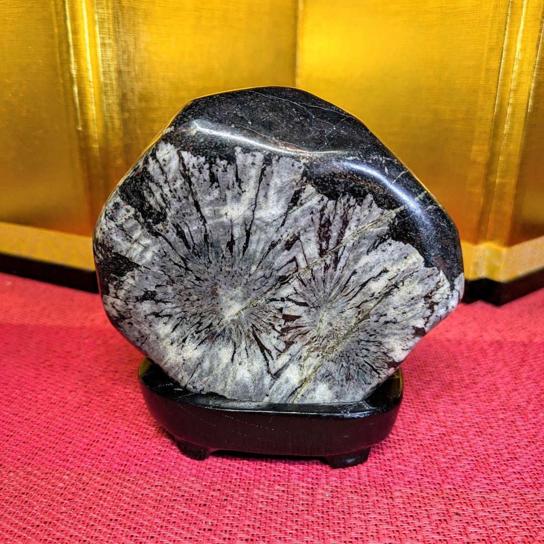 菊花石 岐阜県根尾谷産537g 鑑賞石 観賞石 水石 盆石 天然石 置物