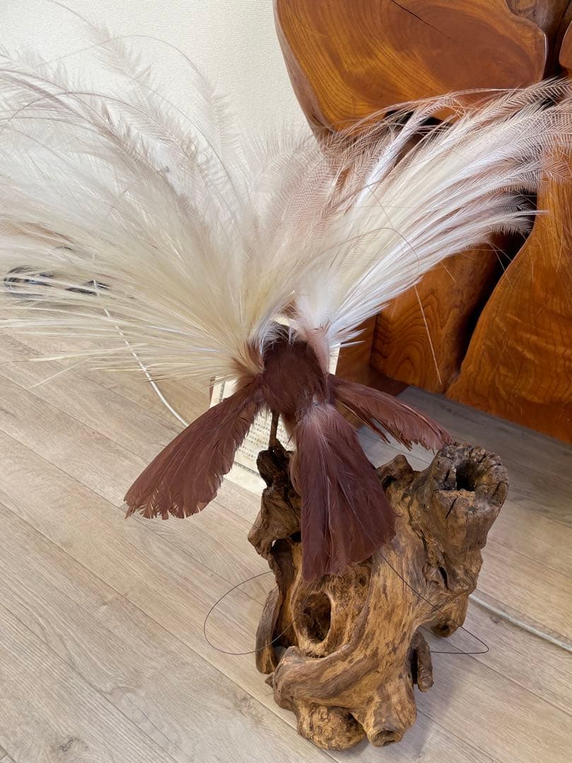 世界鳥獸館（フォーナランド）鳥剥製極楽鳥ゴクラクチョウ証明書付き