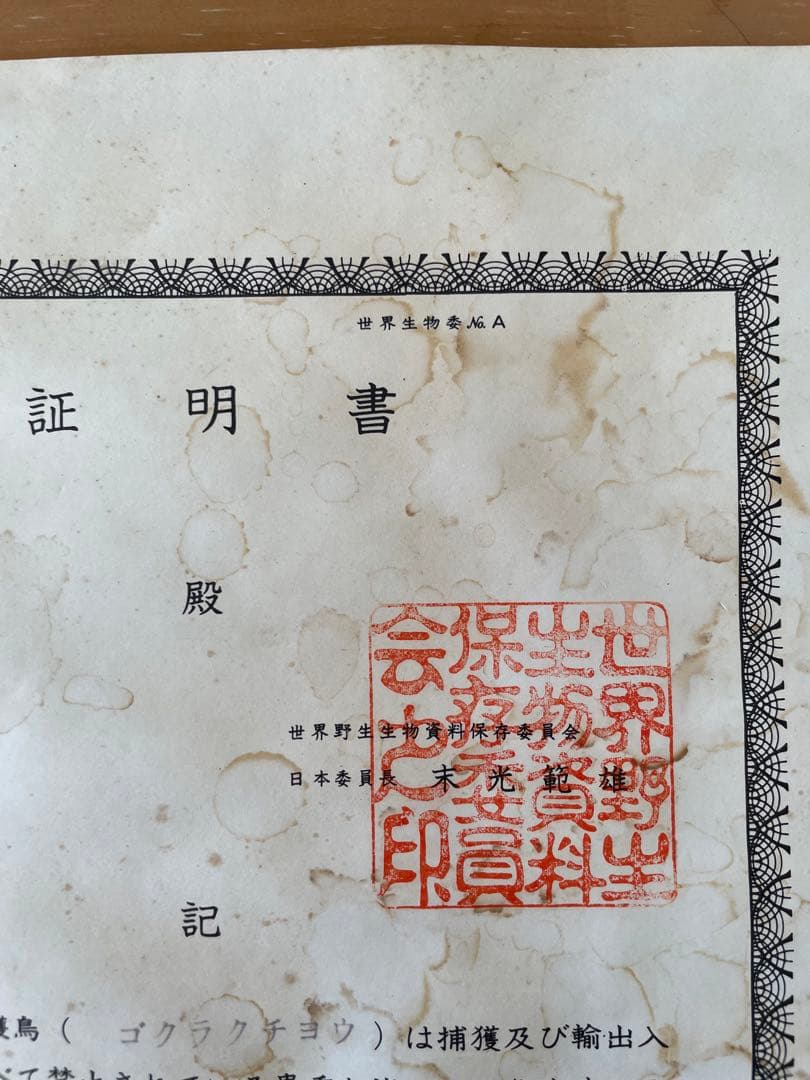 世界鳥獸館（フォーナランド）鳥剥製極楽鳥ゴクラクチョウ証明書付き