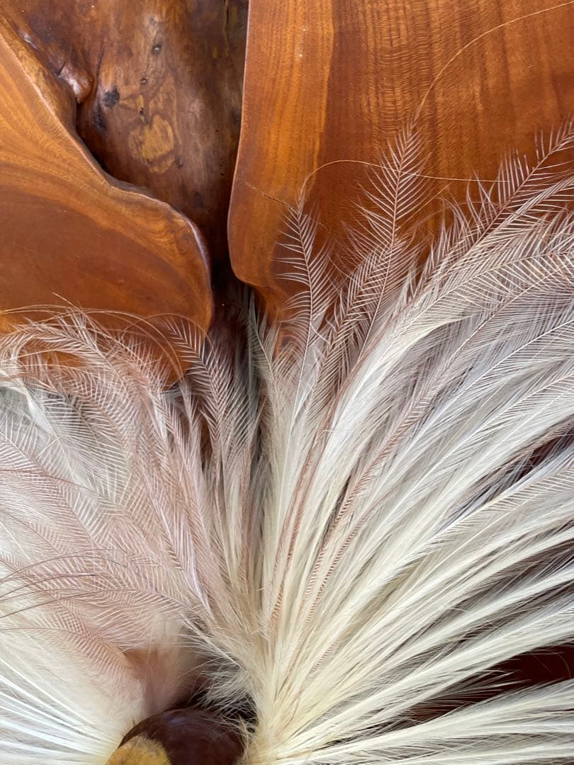 世界鳥獸館（フォーナランド）鳥 剥製 極楽鳥 ゴクラクチョウ 証明書付き