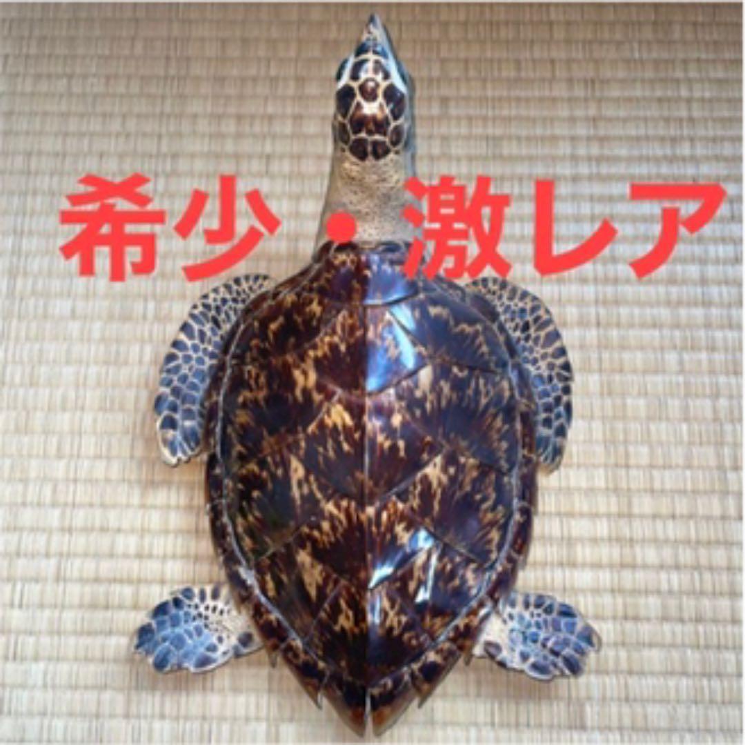 節約 【希少・激レア】ウミガメ(タイマイ・海亀)剥製 鼈甲(べっこう