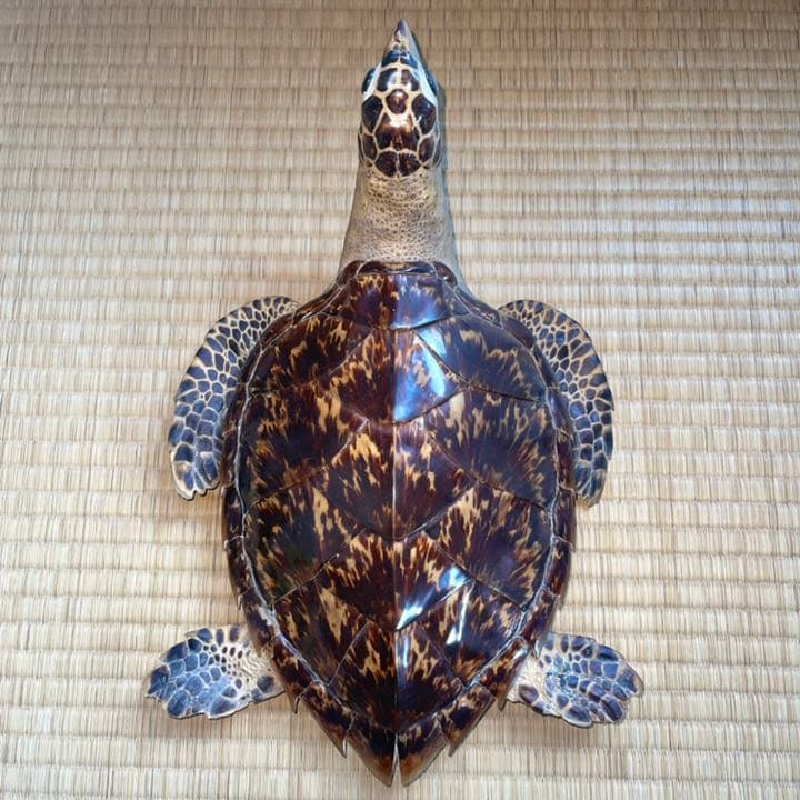 節約 【希少・激レア】ウミガメ(タイマイ・海亀)剥製 鼈甲(べっこう