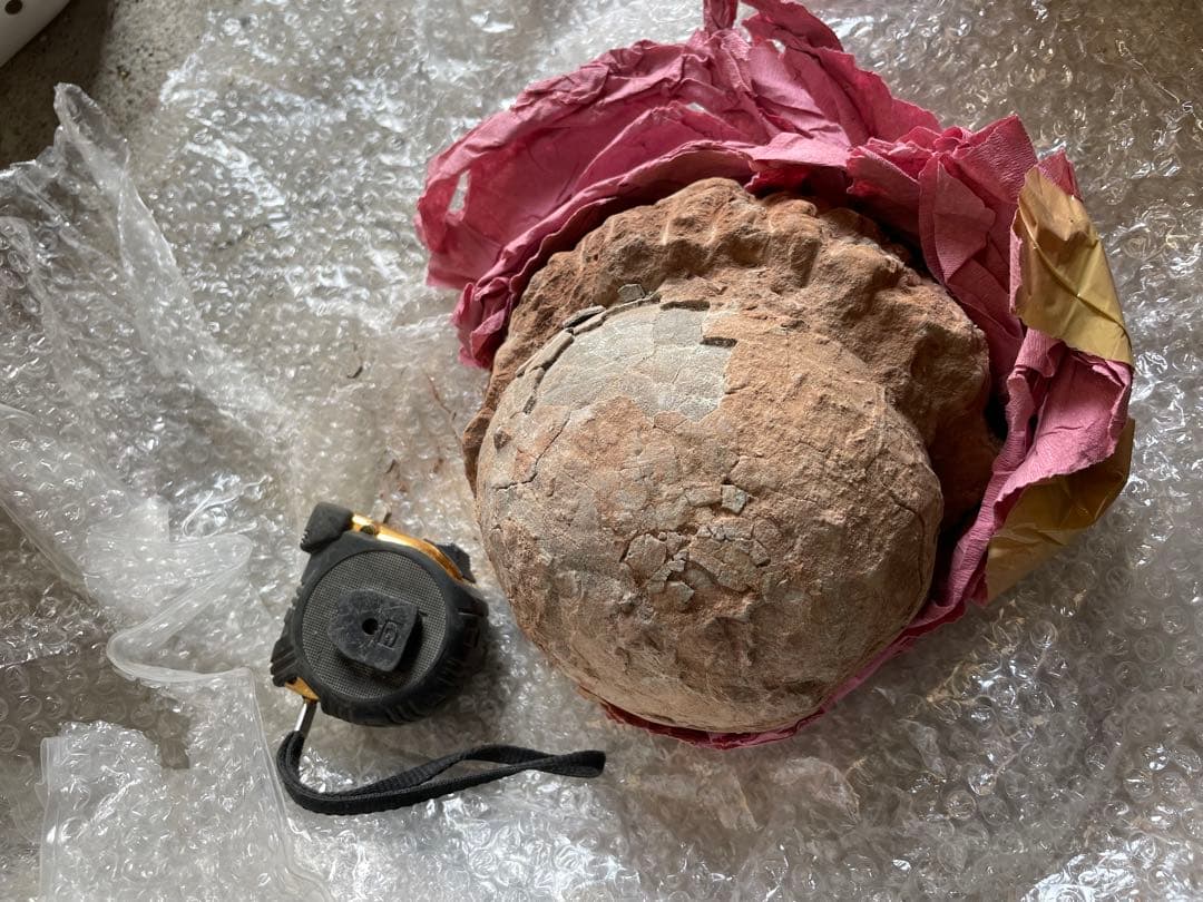 恐竜　化石　卵　たまご　1994年　中国