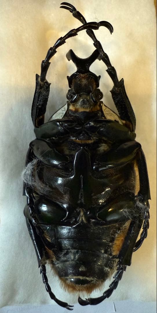 カメルーンゴライアスオオツノハナムグリ約90mm