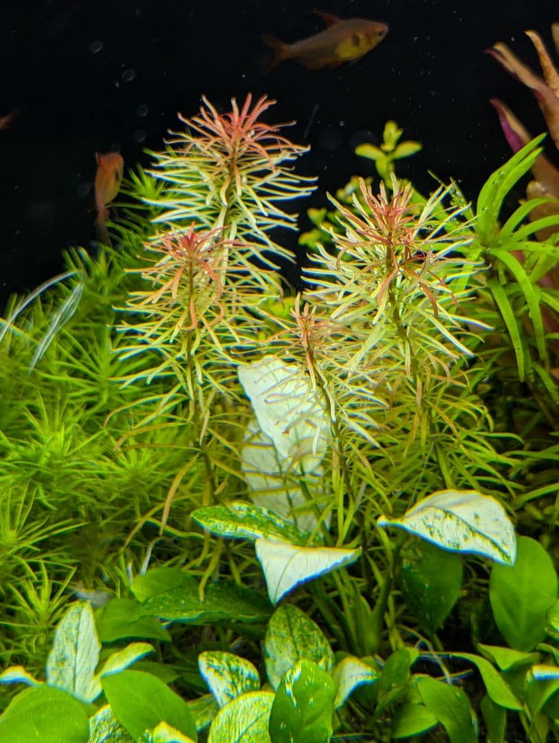 メルカリ便 クシリスSPレッド水中葉子株1株 水草 ADA 水槽