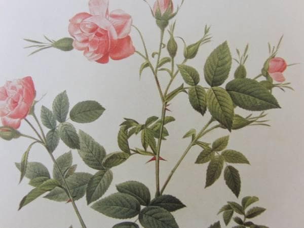 Pierre-Joseph Redout、The Roses48