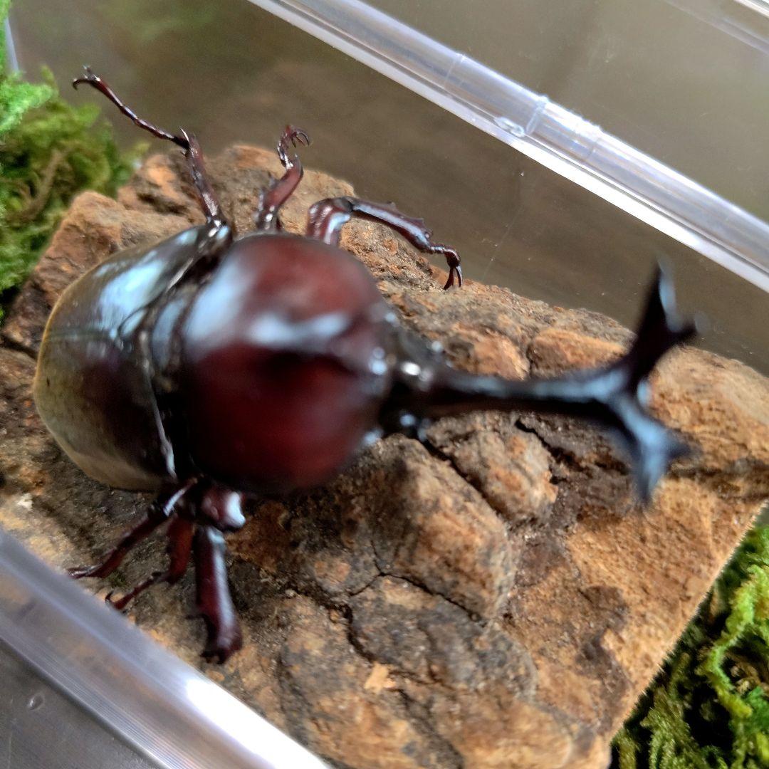 角極太野生標本超特大レッドカブトムシ82mm頭角19.3mm胸角5.7mm