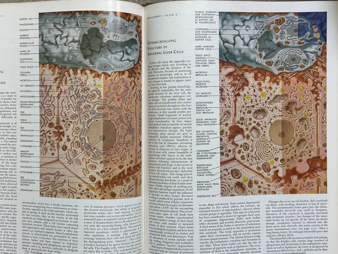 CIBA医学イラスト集 1、2、3(1-2-3)、4、5 /フランクH.ネッター - メルカリ