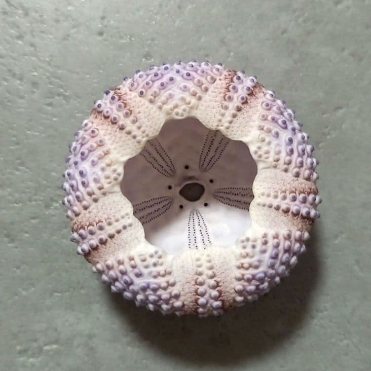 Arbacia nigra(Tetrapygus nigra) ウニ殻