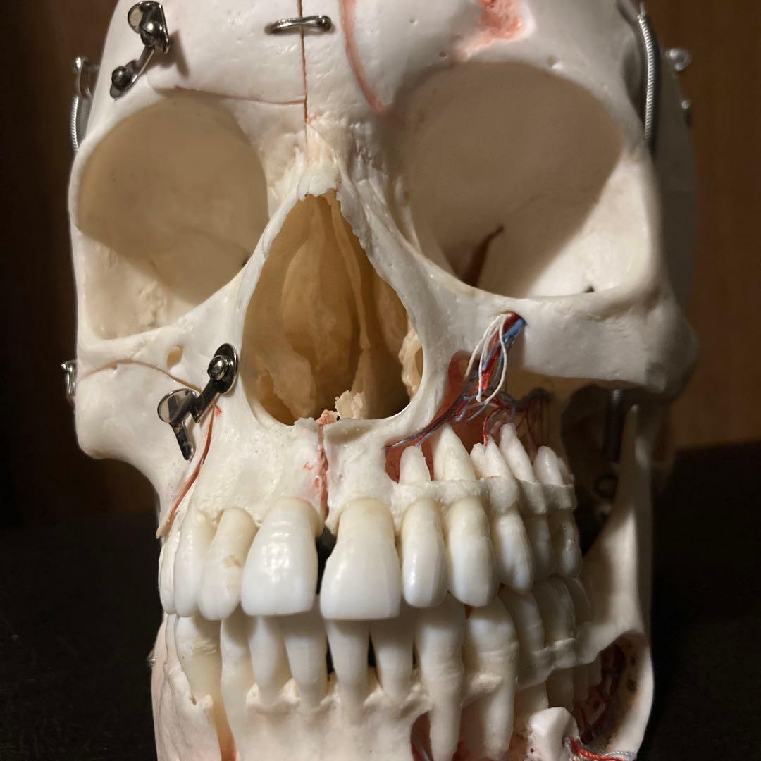 頭蓋骨　模型　解剖学