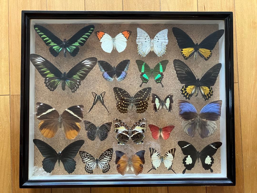 蝶 標本 多種類 アゲハチョウ いろいろ21頭