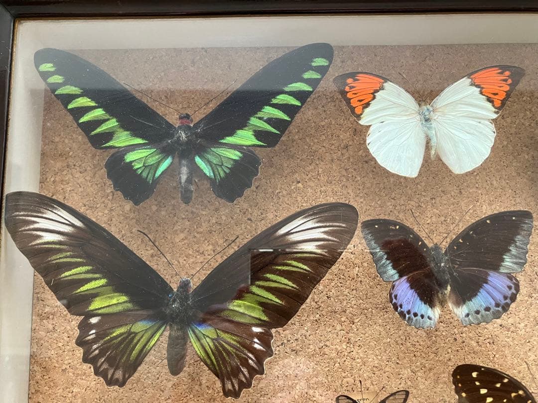 蝶 標本 多種類 アゲハチョウ いろいろ21頭