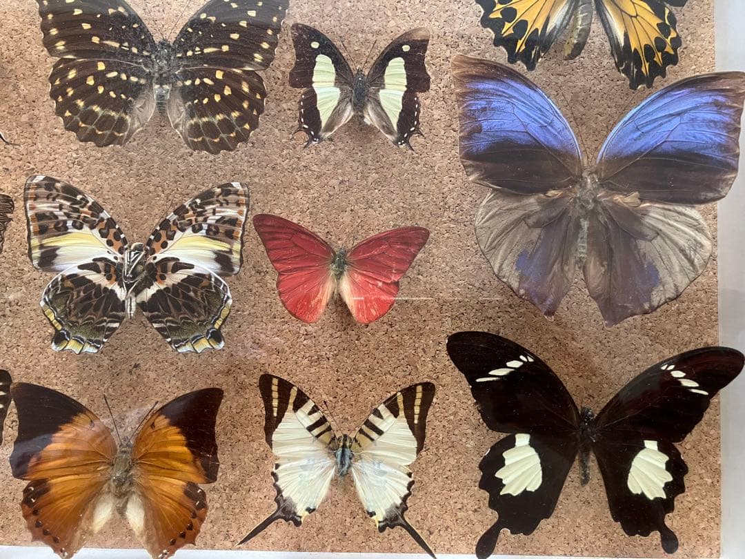 蝶 標本 多種類 アゲハチョウ いろいろ21頭