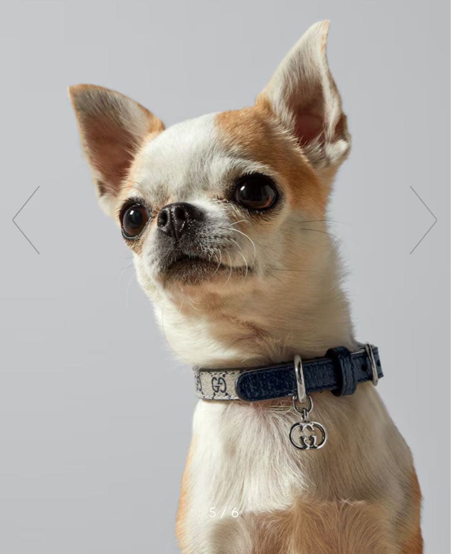 新品GUCCI グッチ エクストラスモール ペット 首輪 XXS ベージュブルー 新品 GUCCI グッチ エクストラスモール ペット 首輪 S ベージュブルー