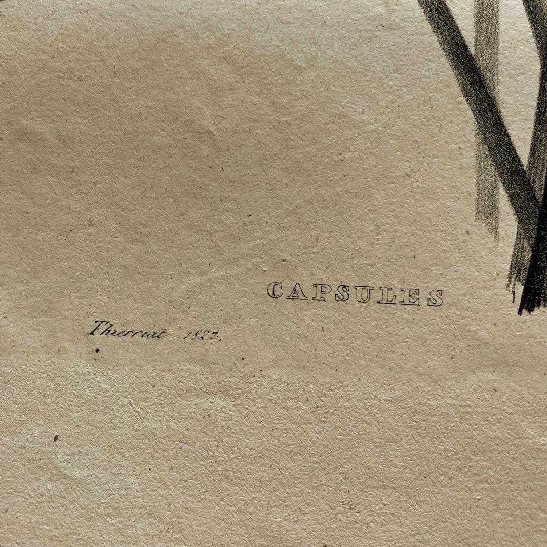 1827年フランスアンティークリトグラフフランスアンティーク版画植物画大判