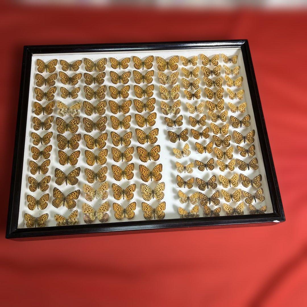 希少蝶標本ドイツガラス木箱現状品のみ41x50x6cm