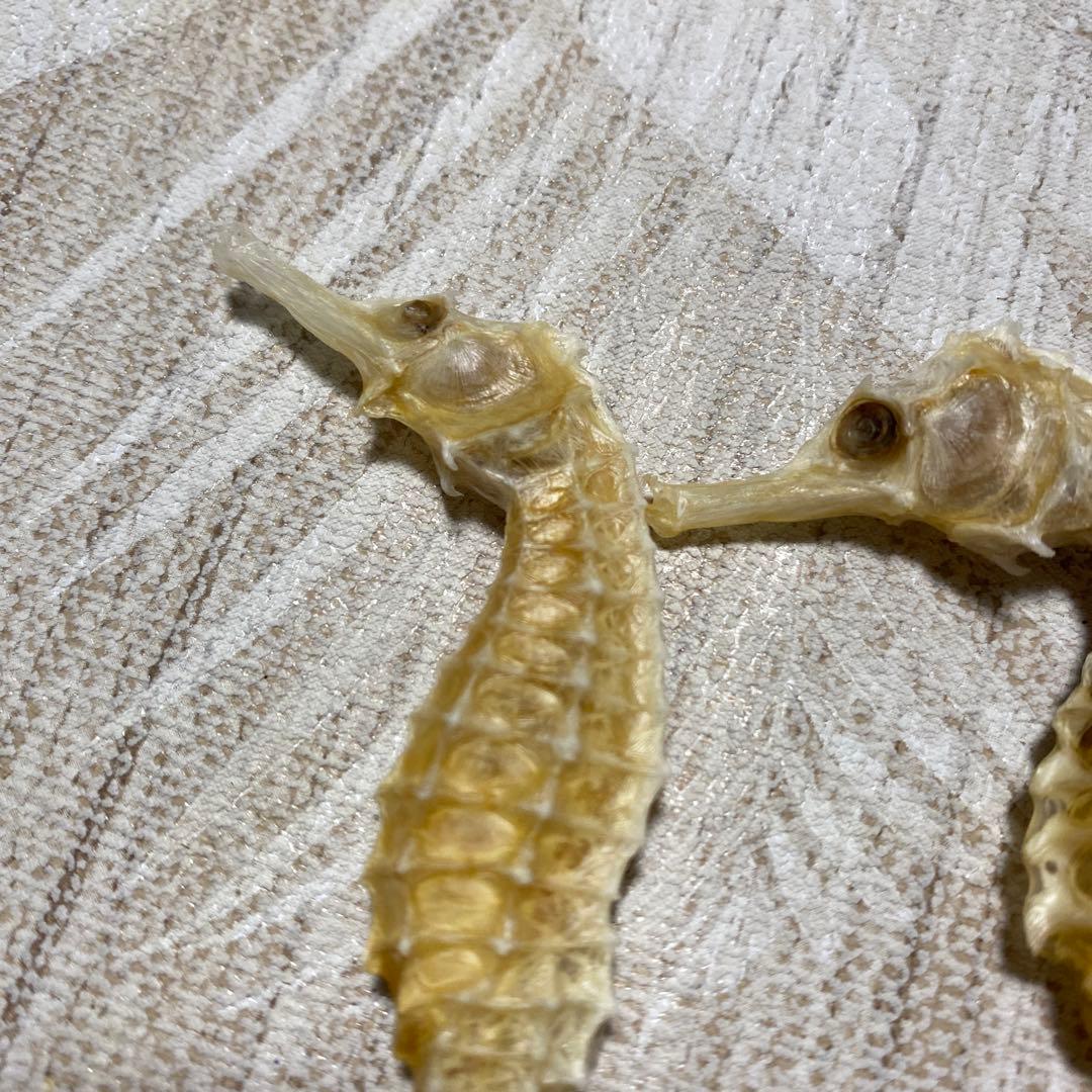 タツノオトシゴ♡乾燥 標本 - メルカリ