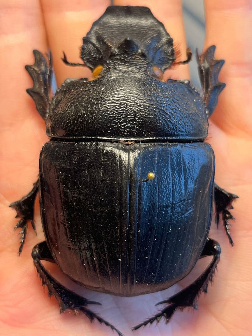 糞虫最大種】テイオウナンバンダイコクコガネムシ ♀66mm クワガタ標本