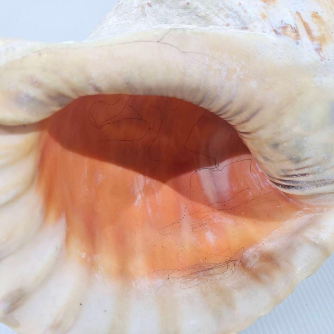 法螺貝 魔除け ほら貝 ホラ貝 36cm 巨大 オブジェ - メルカリ