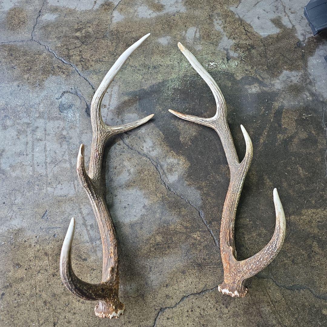 クラフト様専用 クラフト様 専用 蝦夷鹿の角 北海道 クラフト様専用 蝦夷鹿