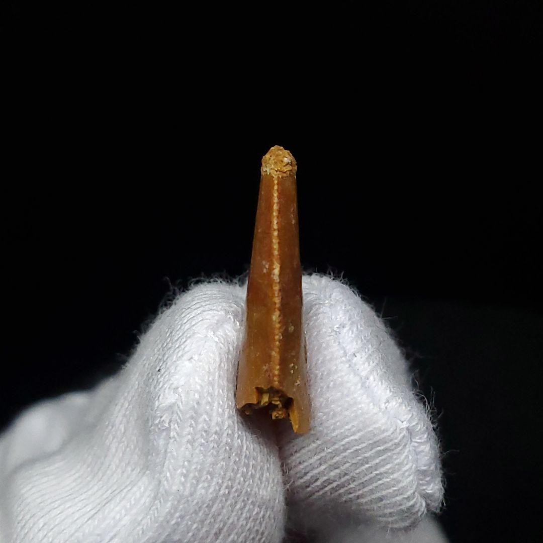 美品 ラプトル 化石 歯 恐竜 本物 モロッコ産 17.45mm fra5