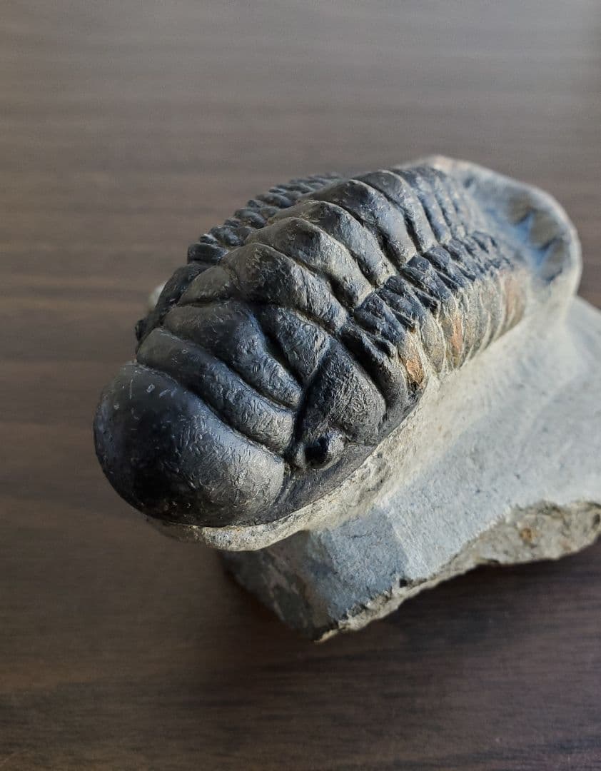 三葉虫の化石 モロッコ産 0003モロッコ産三葉虫化石