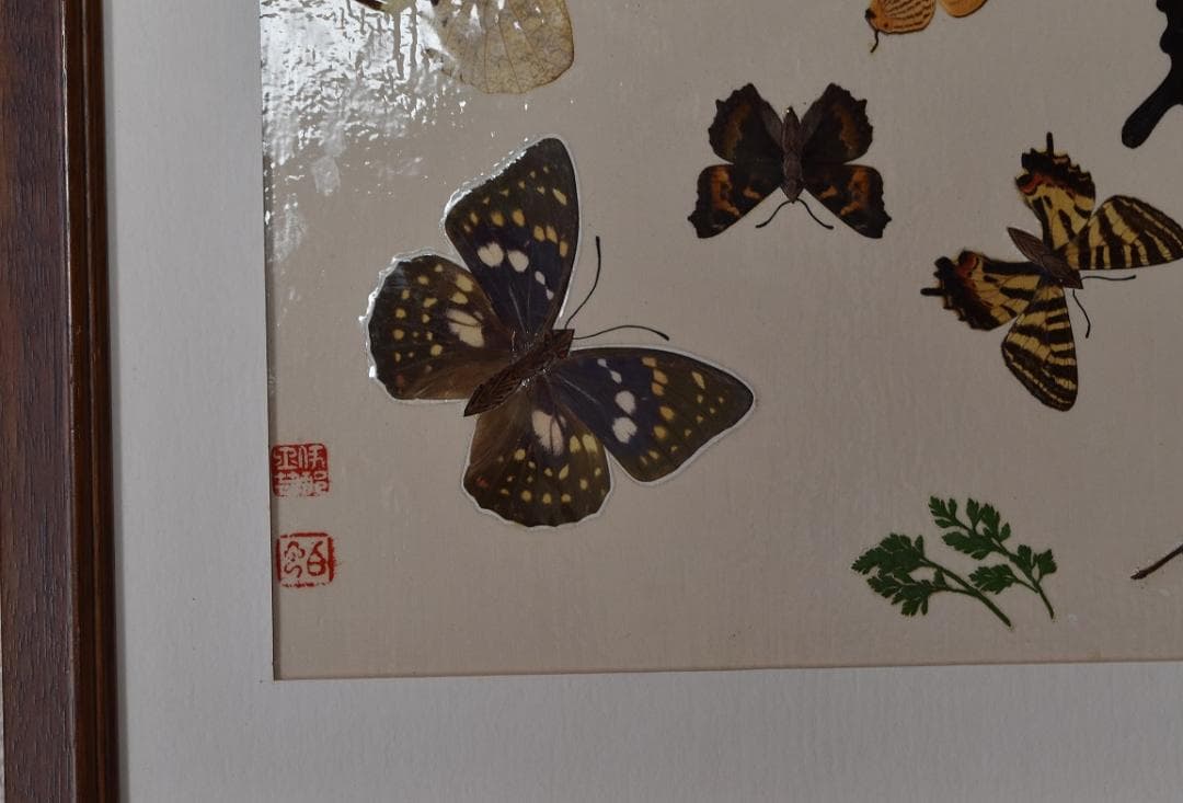 工芸作品・蝶 草花 飼育天然記念物採集地 信州/博物館・教材