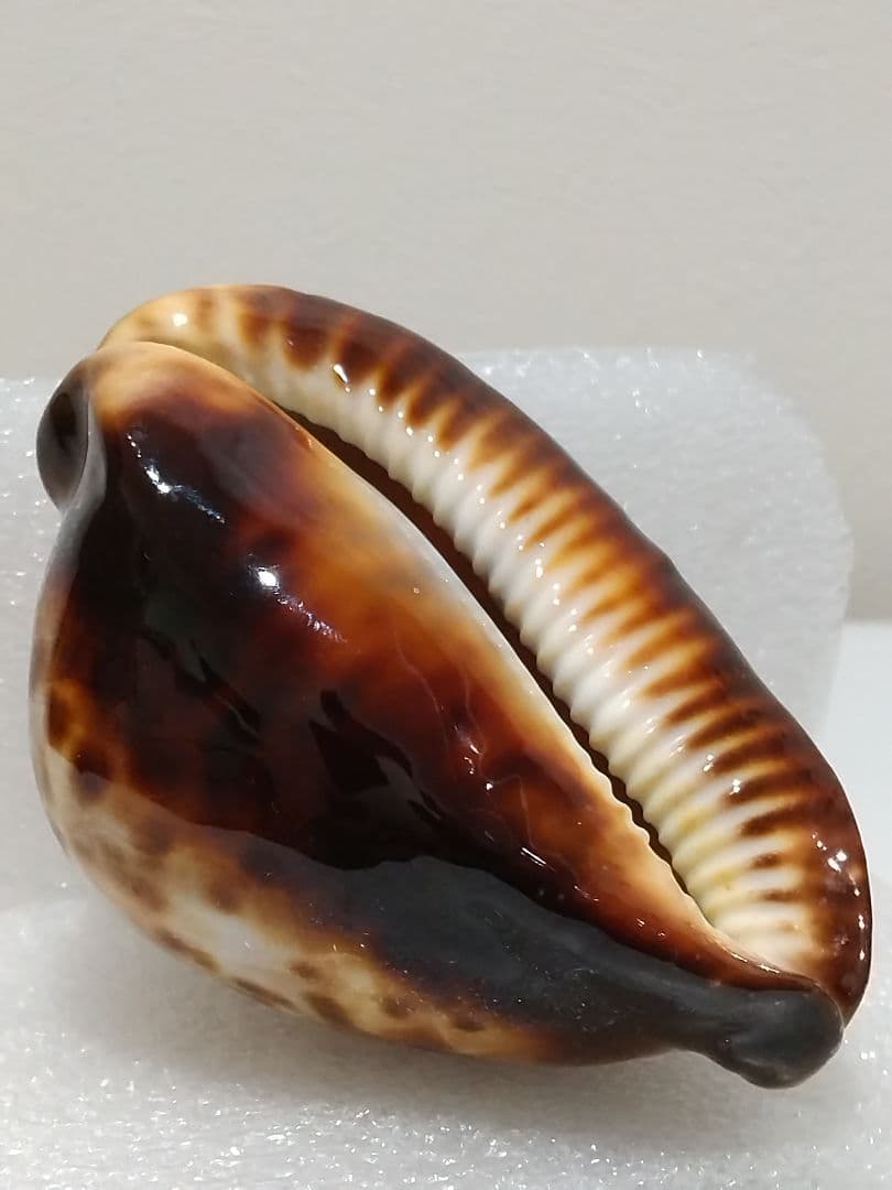 貝殻 ビードロダカラ (タカラガイ科) 貝殻 ビードロダカラ (タカラガイ科) 美術品・アンティーク・コレクション