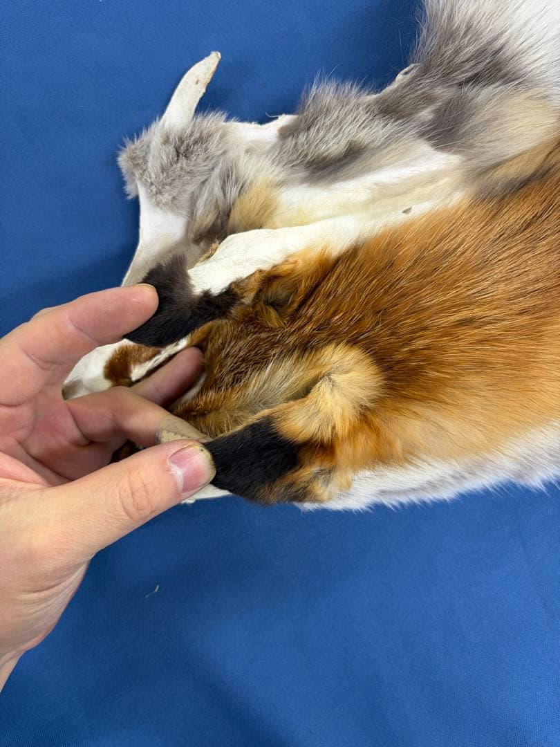 ろく様107【毛皮】赤狐処分No2、顔、脚、尾