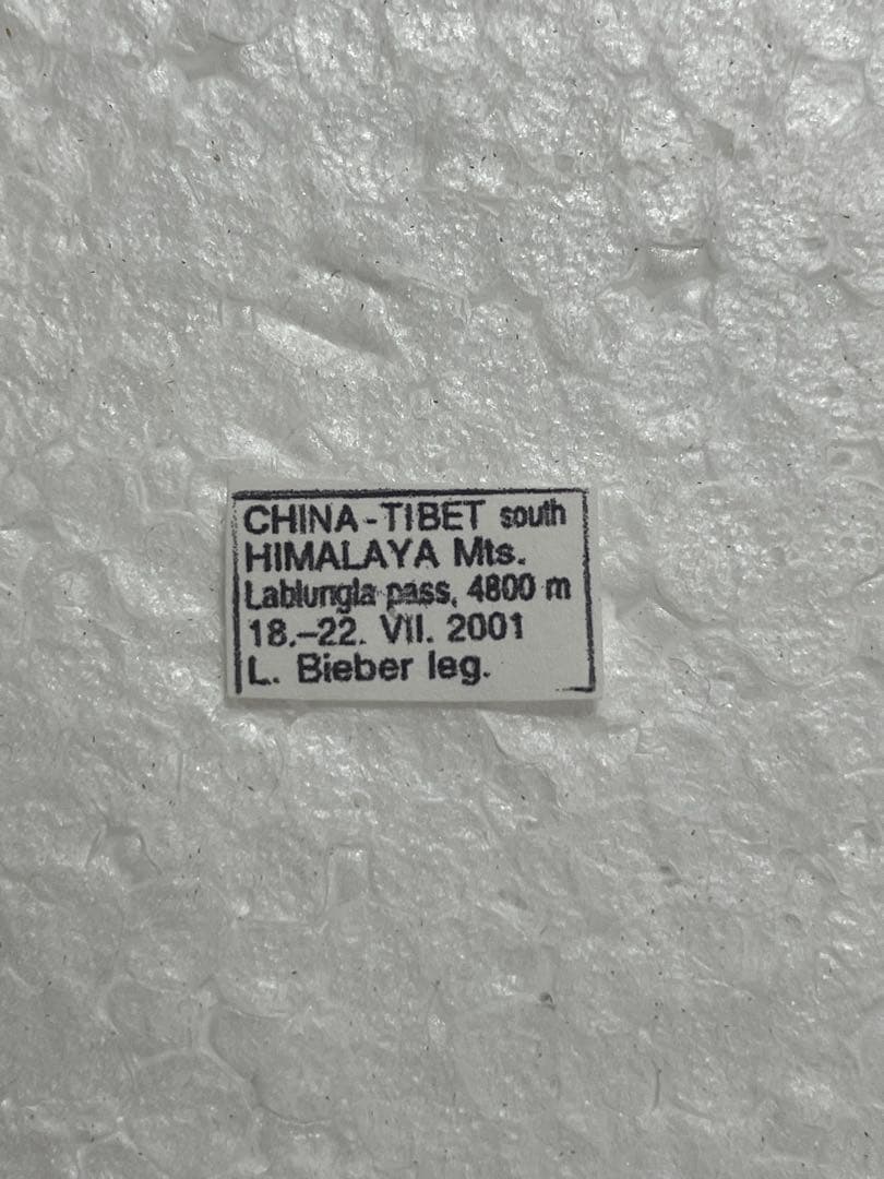 パルナシウス・アクデステス（チベット産、 オス） パルナシウス