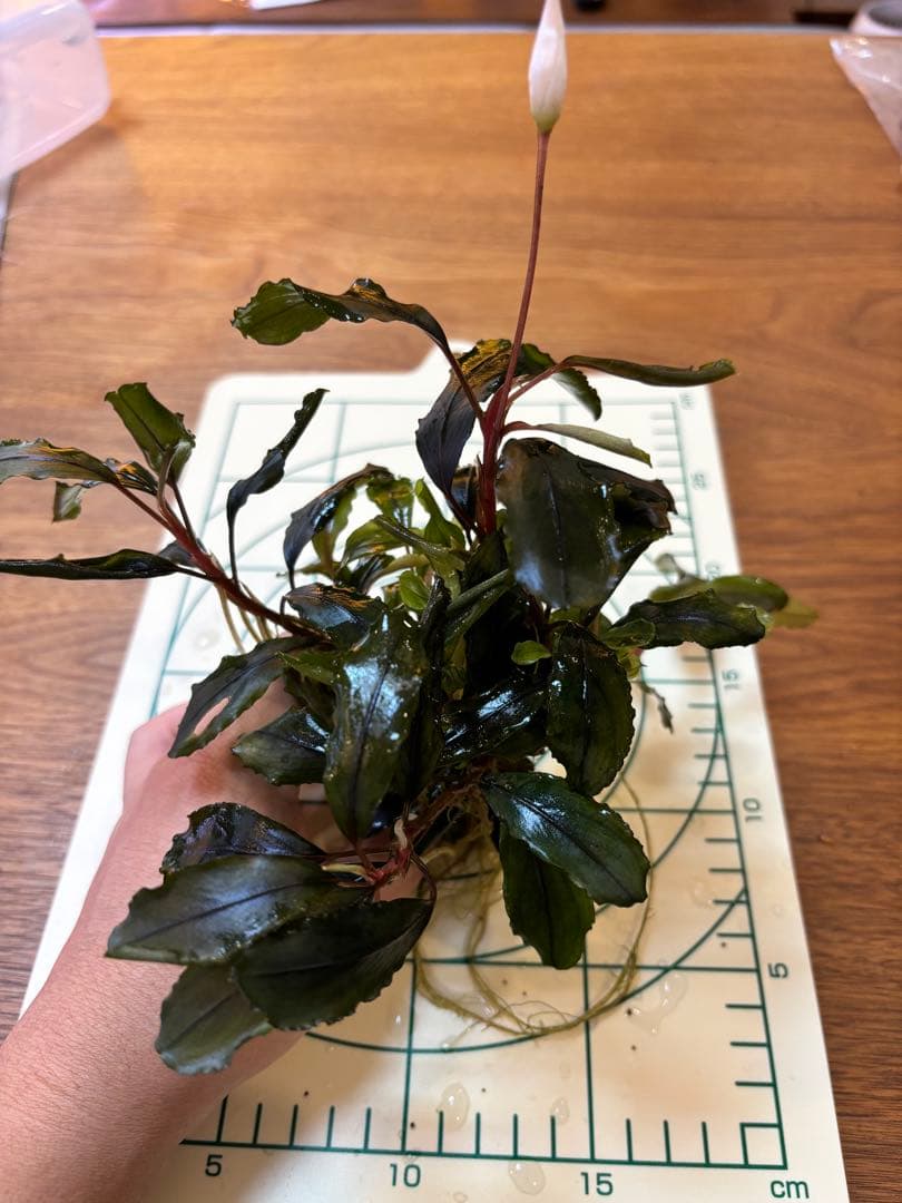 Bucephalandra sp. Blue Purple特大群生株