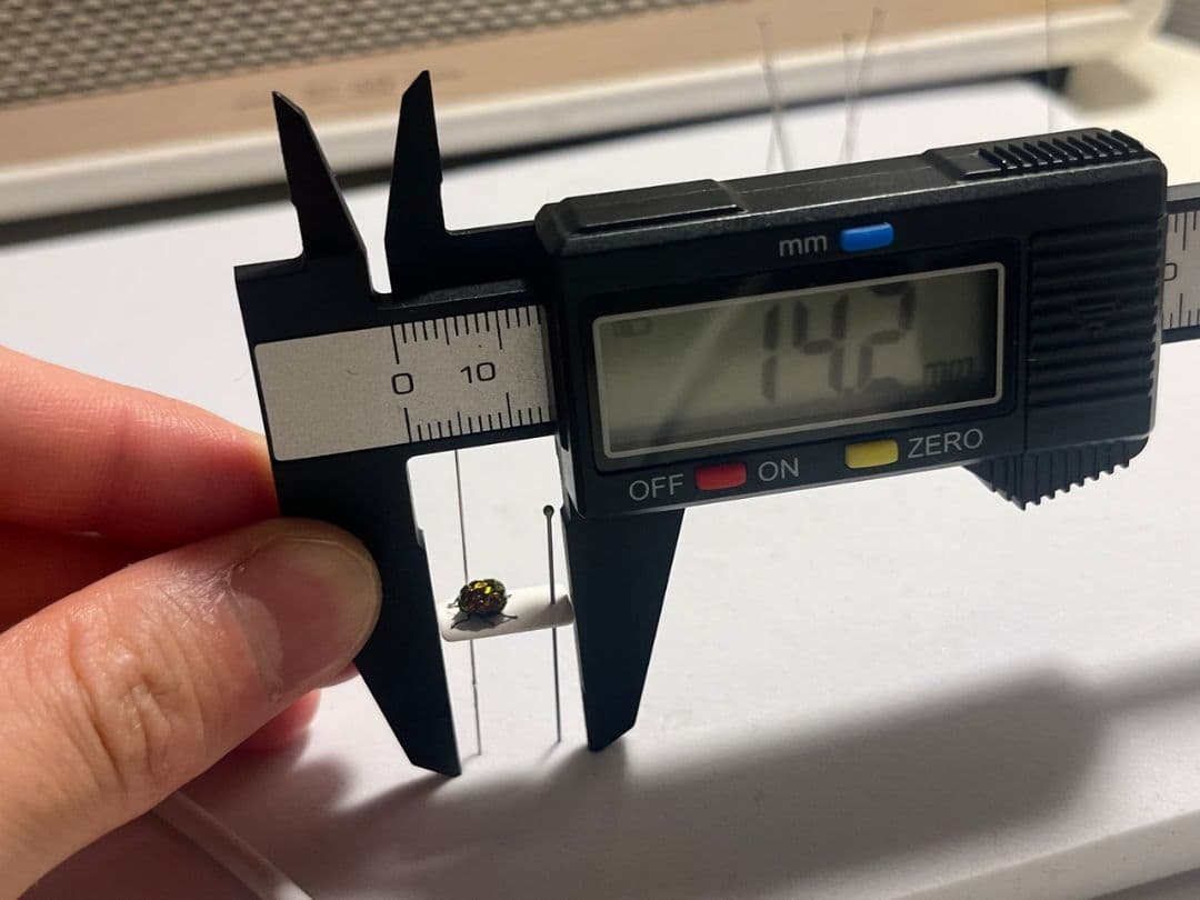 4mm】コブハムシ 赤銅色 コメツキムシ昆虫標本甲虫タマムシスハンダエ