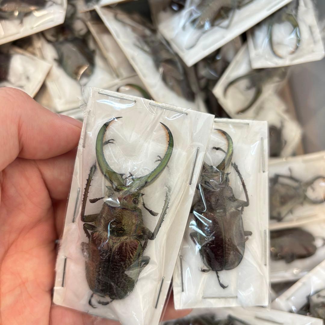 Glass Beetle｜ノコギリクワガタ飛翔＆固定標本 ペアGB-009】