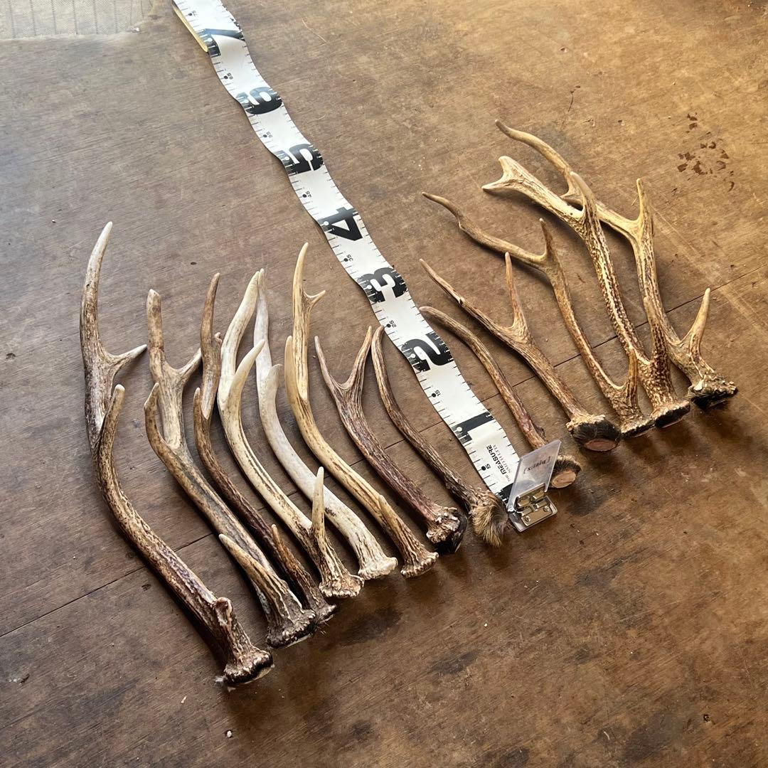 鹿の角　蝦夷鹿　13本セット　No.3