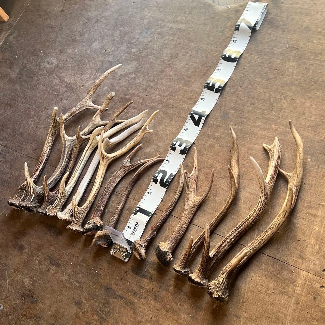 鹿の角　蝦夷鹿　13本セット　No.3