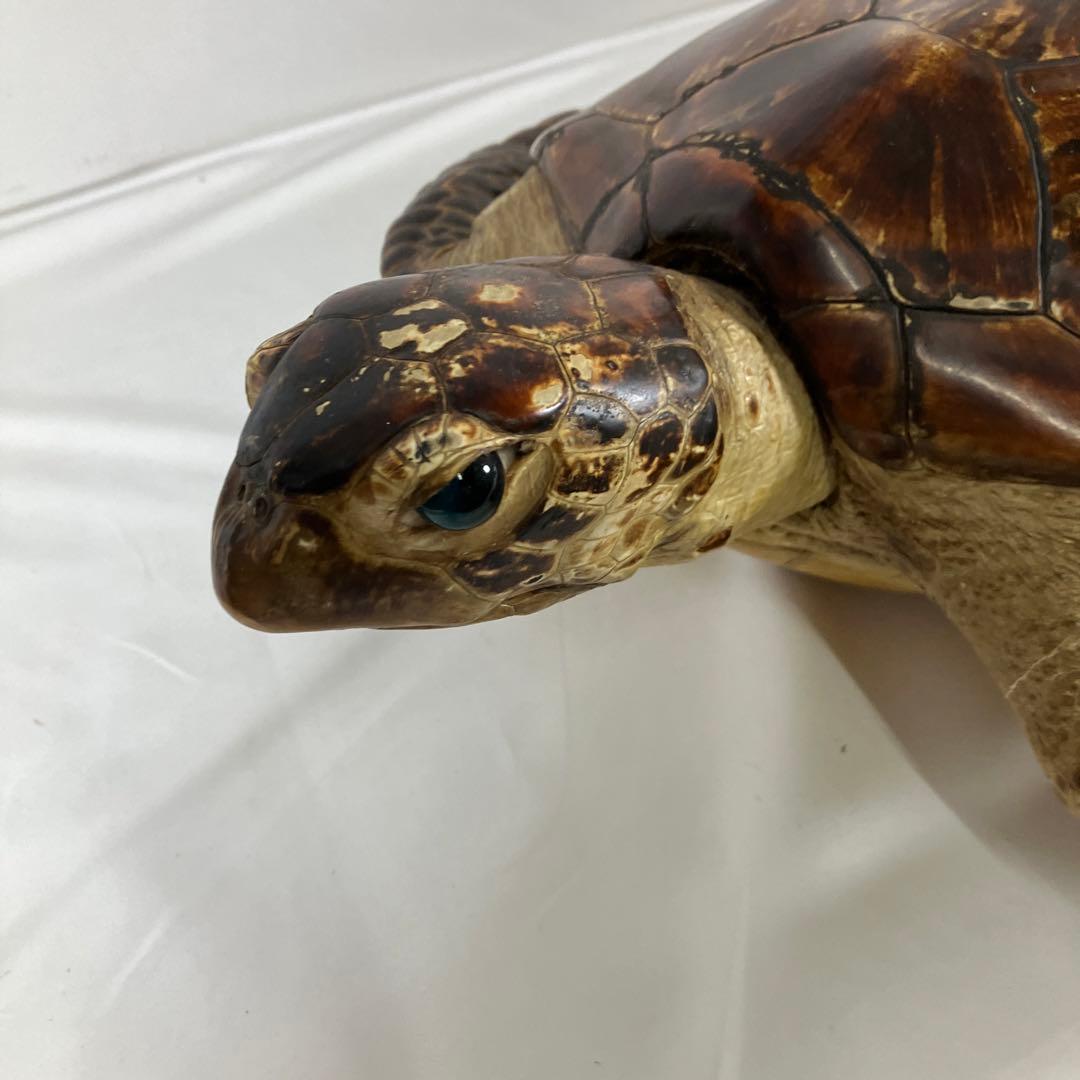 アオウミガメ剥製〔国際希少動植物登録票付き〕 ウミガメ剥製
