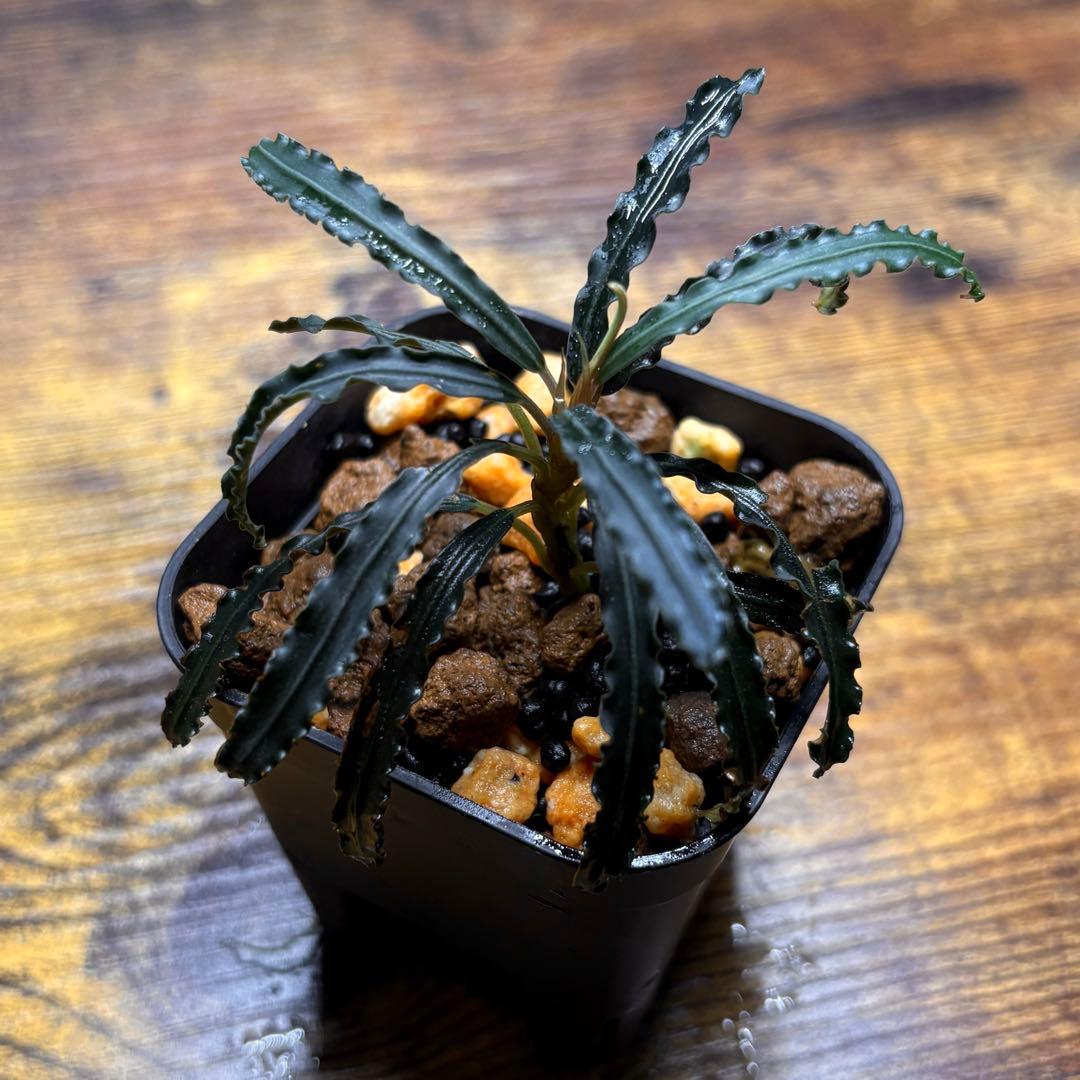 h*3様 ブセファランドラ sp.バンジャルバルダークグリーン【カミハタ2013 ブセファランドラ sp.バンジャルバルダークグリーンカミハタ2013水上葉