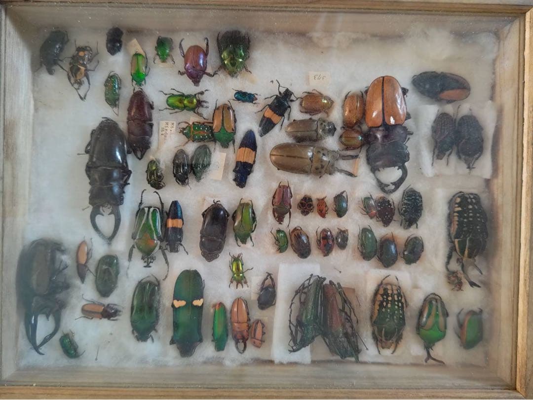 エクアドル産アルゼンチナキンイロコガネ27mm