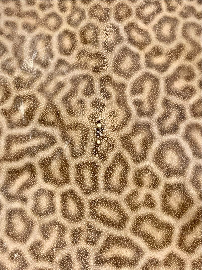 鮫皮　刀剣用　虎鮫⑨