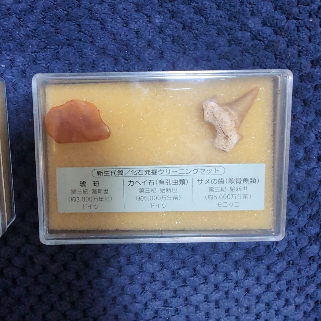化石標本セット（アンモナイト、貝殻など） - メルカリ