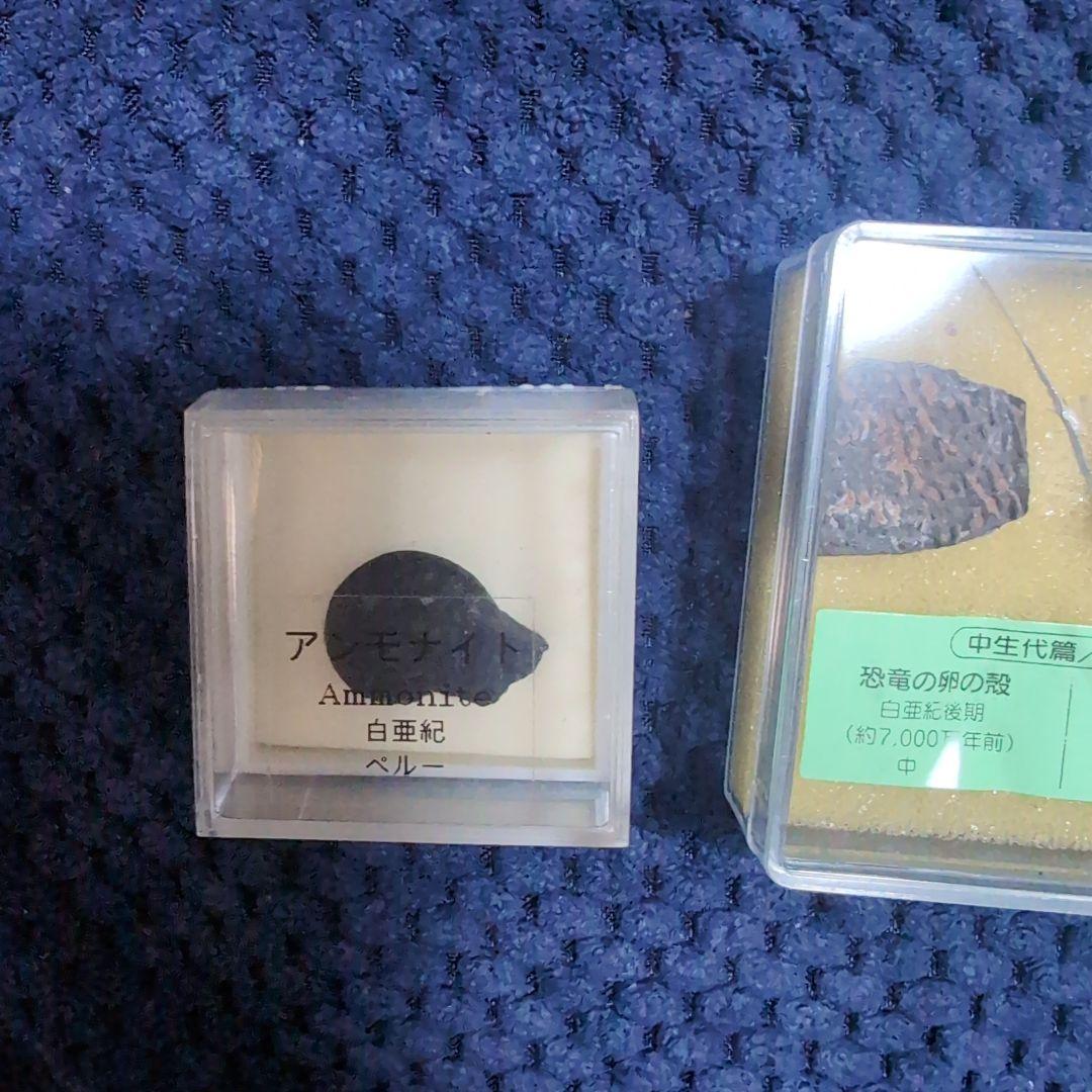 化石標本セット（アンモナイト、貝殻など） - メルカリ