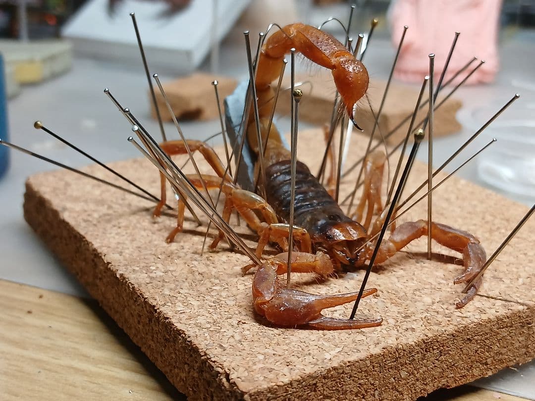 レッドクロースコーピオン 立体標本