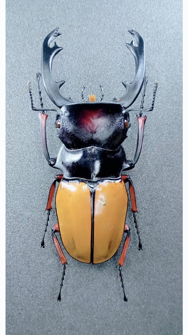 ペルー産特大フンボルトヒナカブト45mm39mm ペア