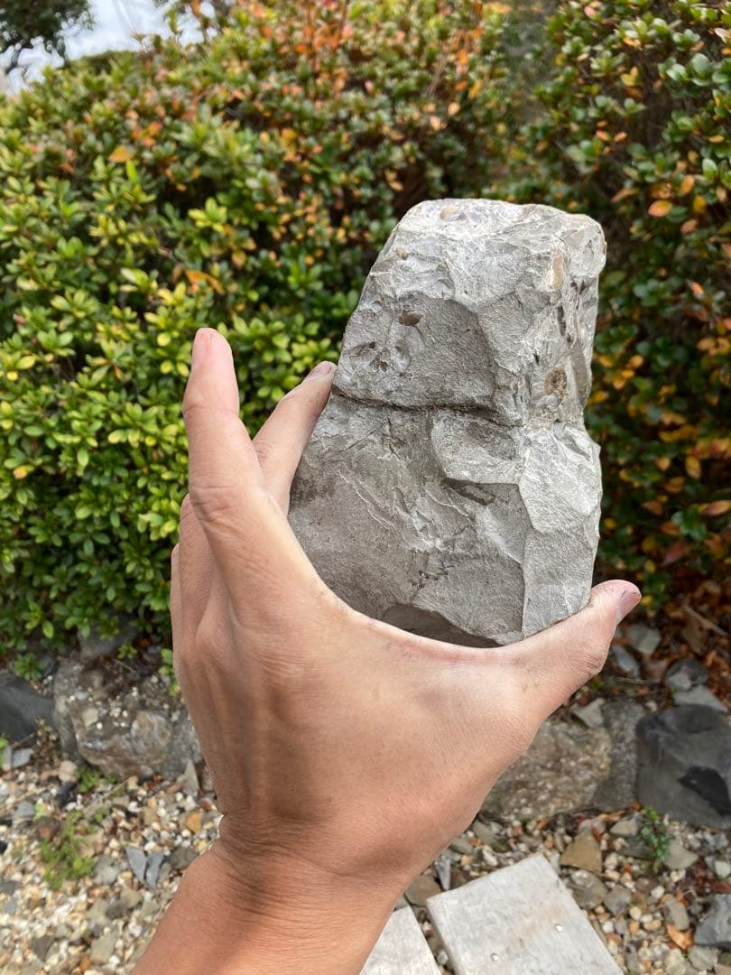 飾りやすい茶色のアンモナイト プゾシア 化石